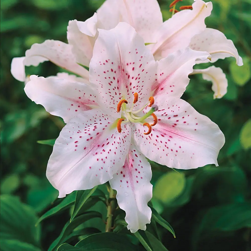 Oriental Dwarf Lily Muscadet - Image 3
