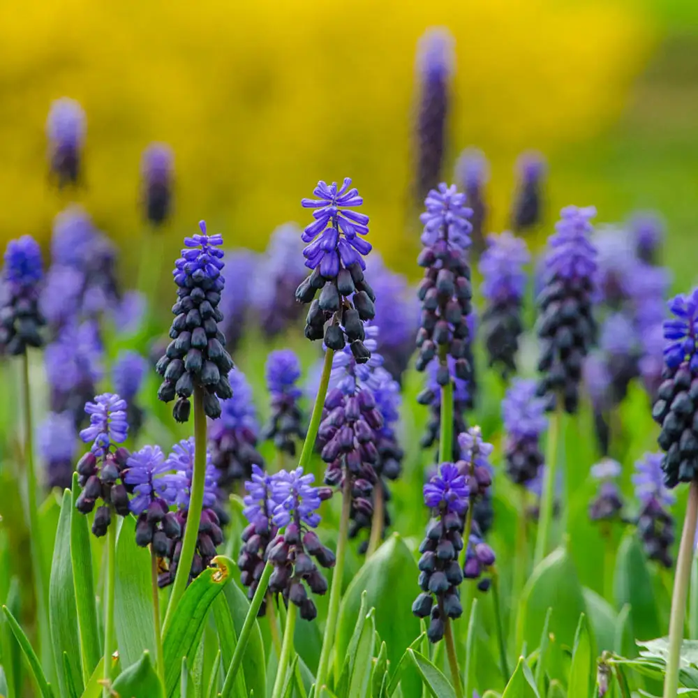 Muscari latifolium - Image 3