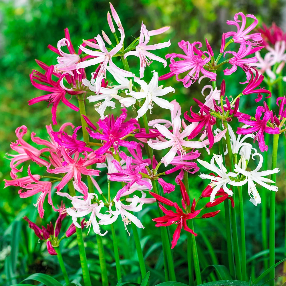 Naked Ladies Mixed Colors - Image 2