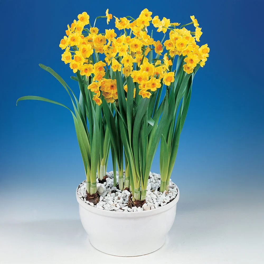 Paperwhite Narcissus Grand Soleil d'Or - Image 3