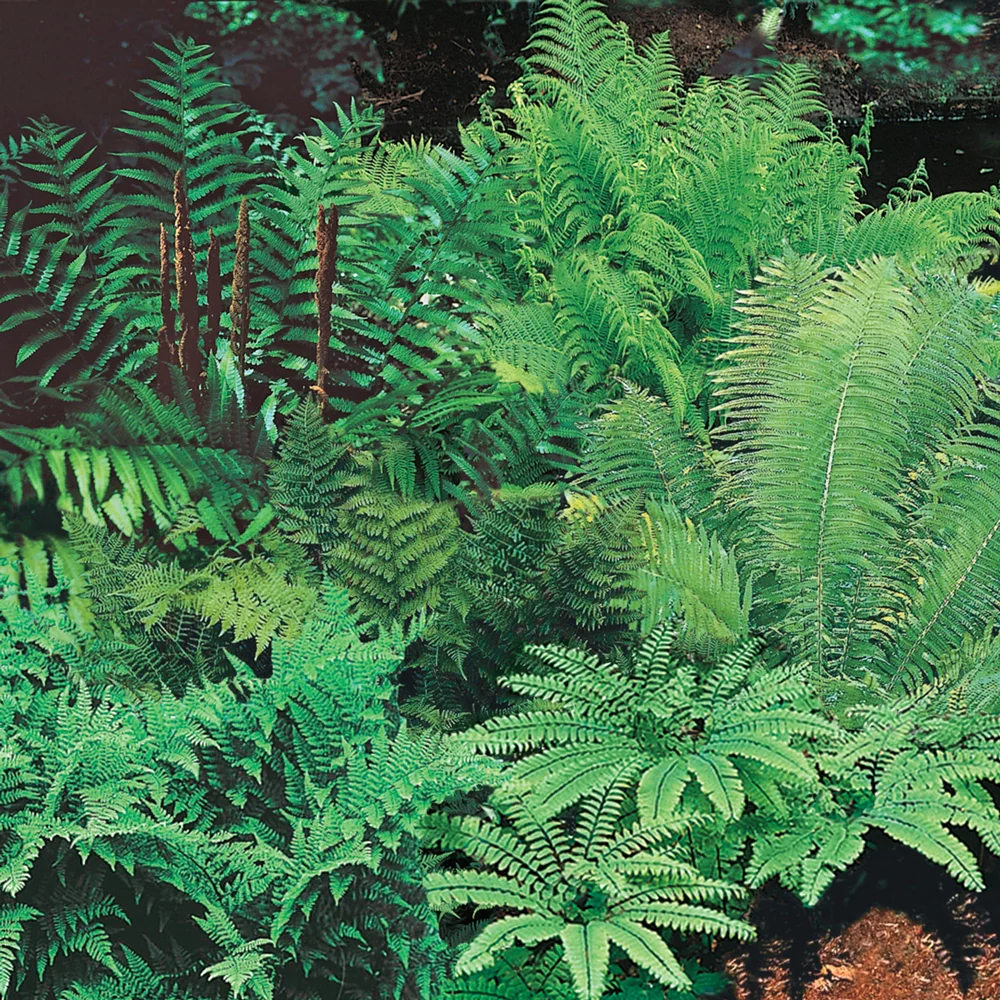 Native Woodland Fern Mix - Image 2