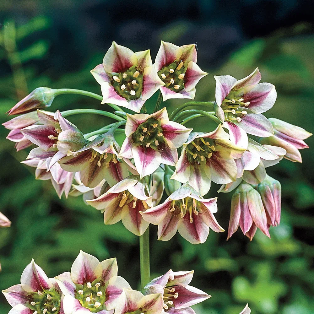 Allium bulgaricum (formerly known as Nectaroscordum siculum)