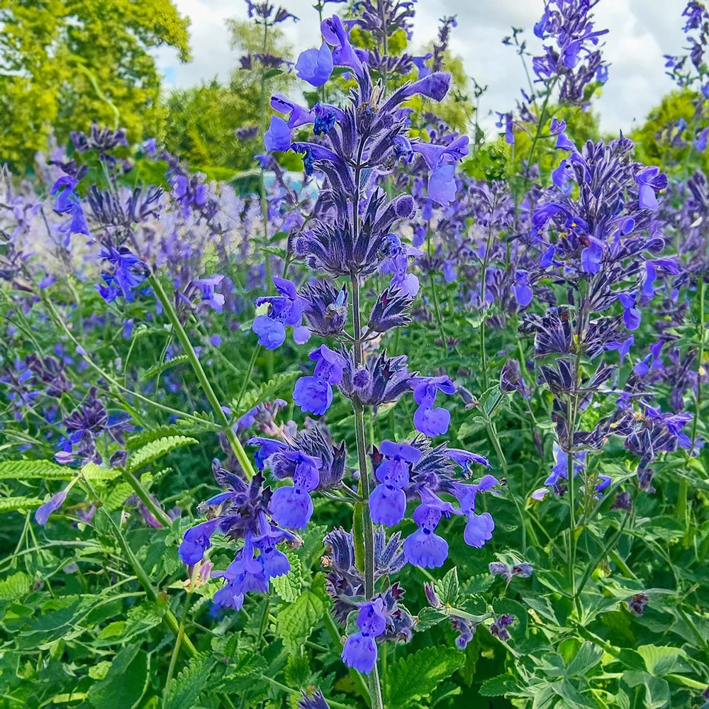 Nepeta Walker's Low - Image 2
