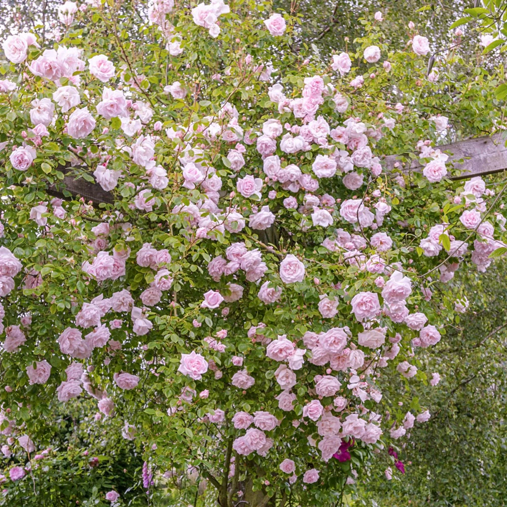 New Dawn Climbing Rose