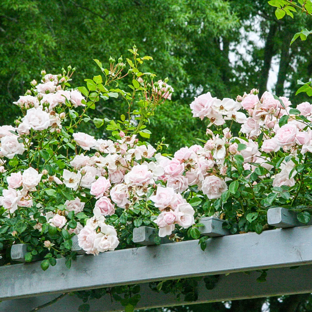 New Dawn Climbing Rose - Image 2