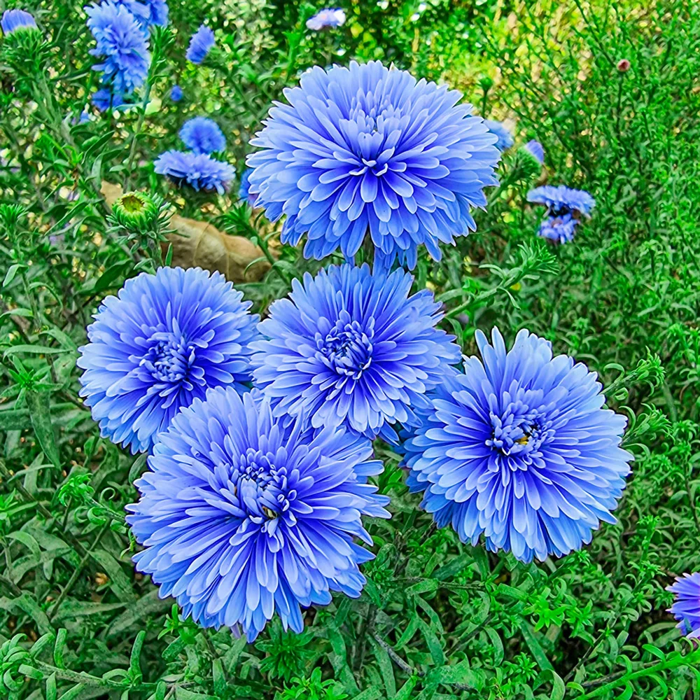 New York Aster Marie Ballard