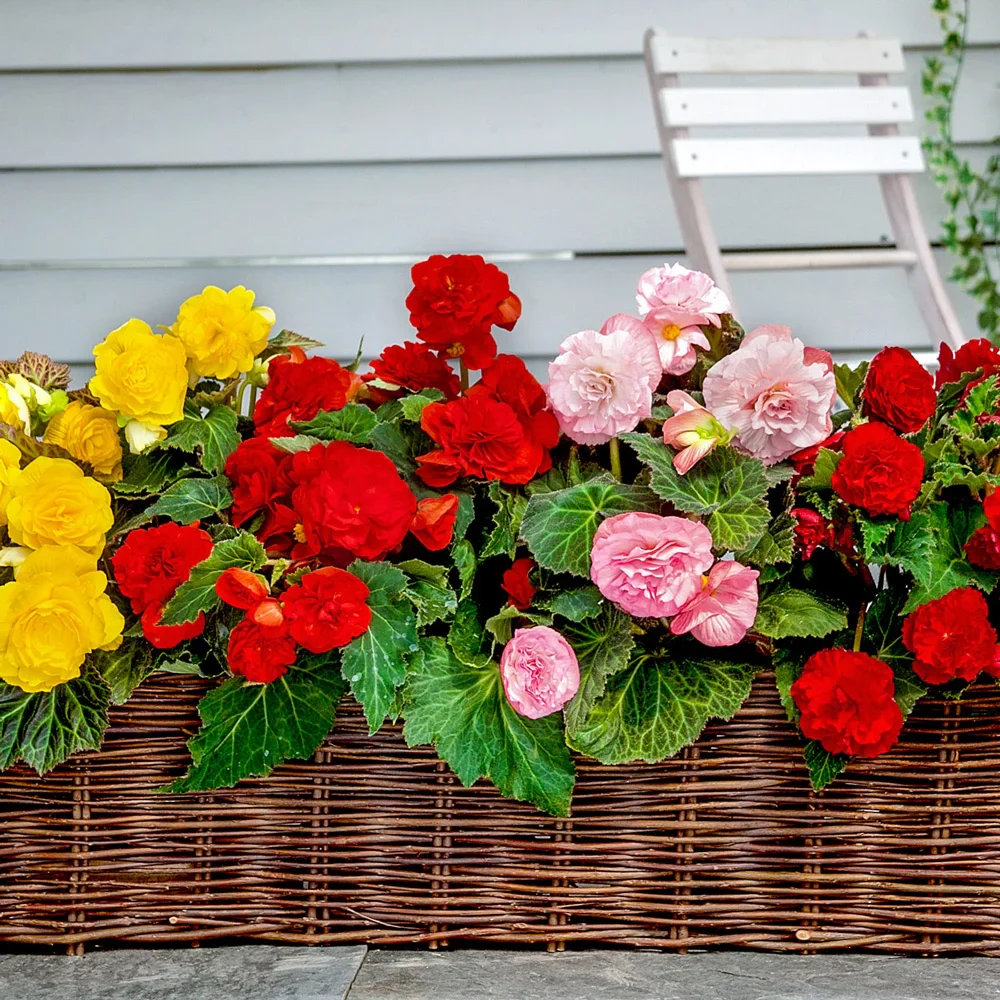 Non-Stop Begonia Mix - Image 3
