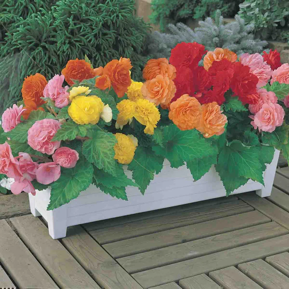 Non-Stop Begonia Mix - Image 4