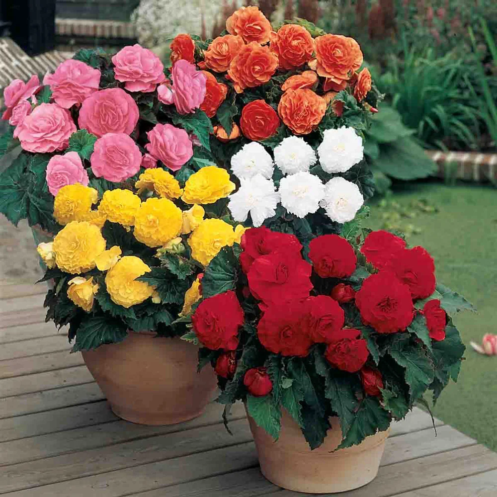 Non-Stop Begonia Mix - Image 5