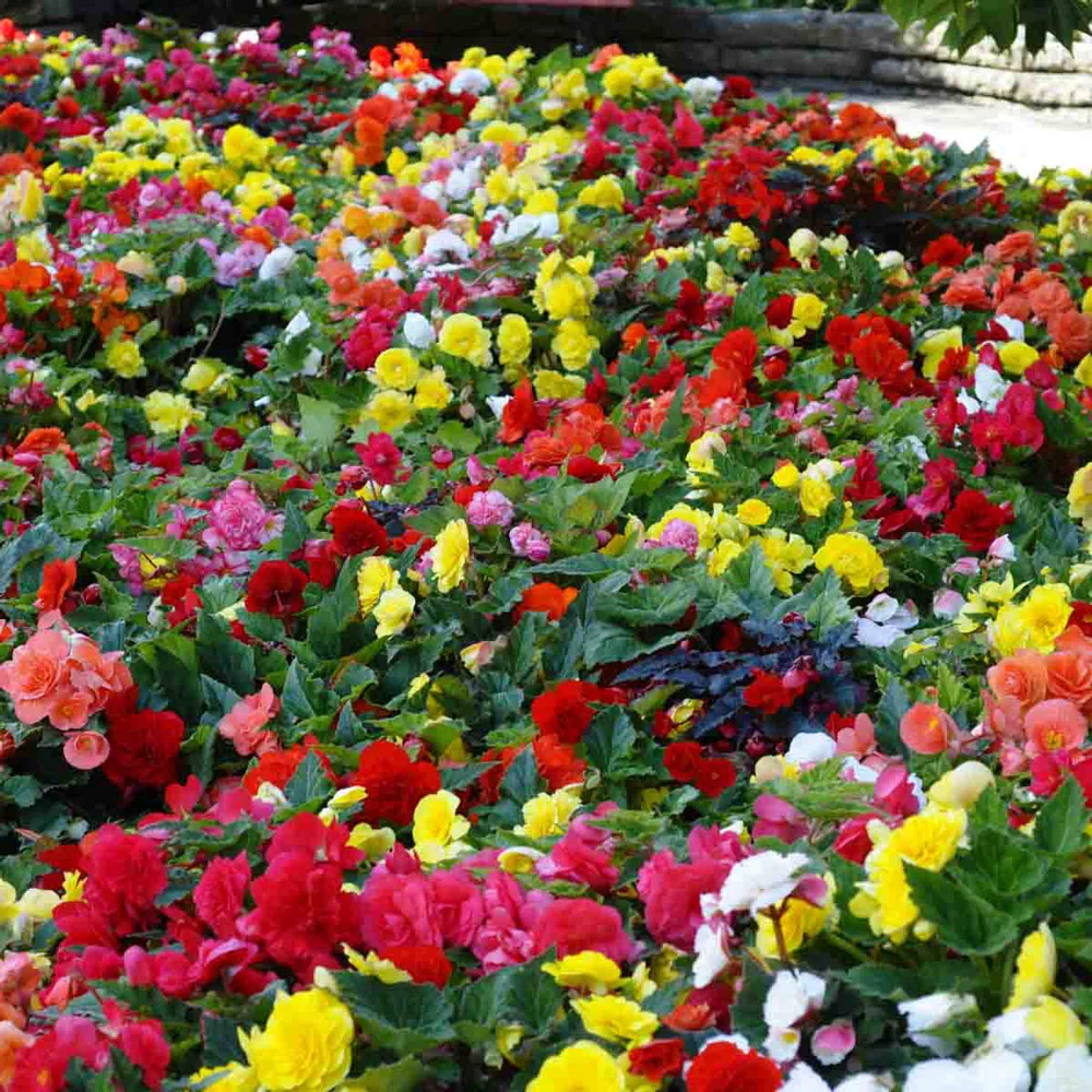 Non-Stop Begonia Mix - Image 7