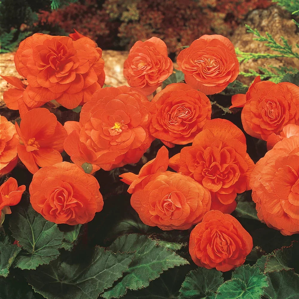 Non-Stop Begonia Orange