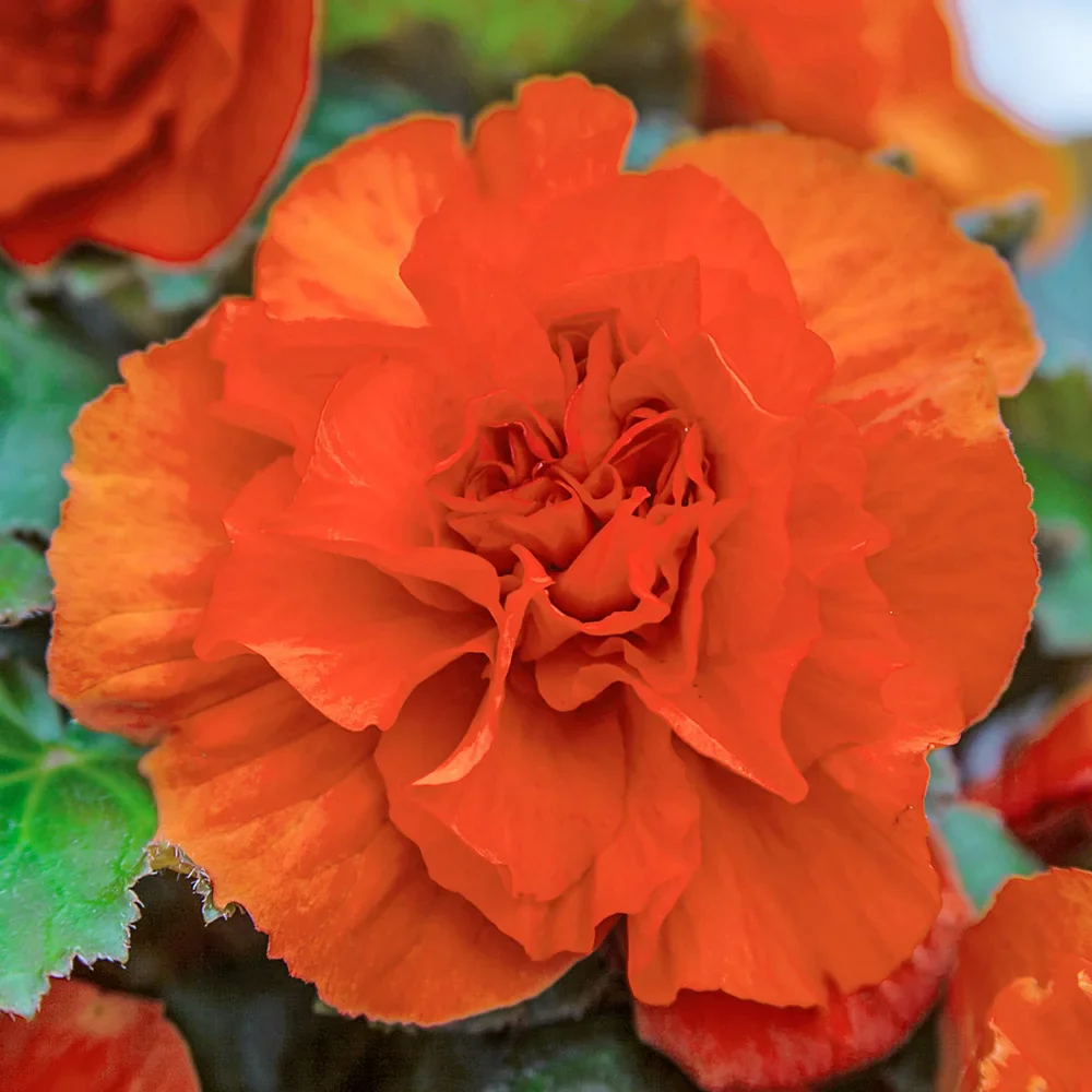 Non-Stop Begonia Orange - Image 2