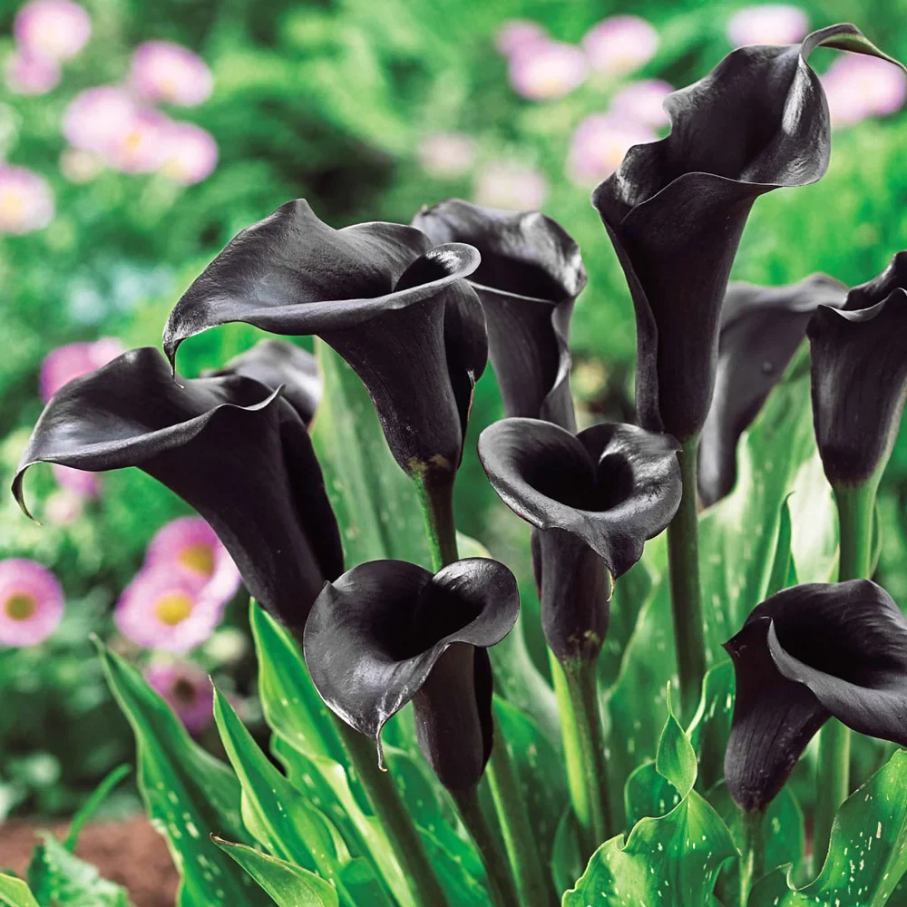 Free-Flowering Hybrid Calla Lily Odessa - Image 2
