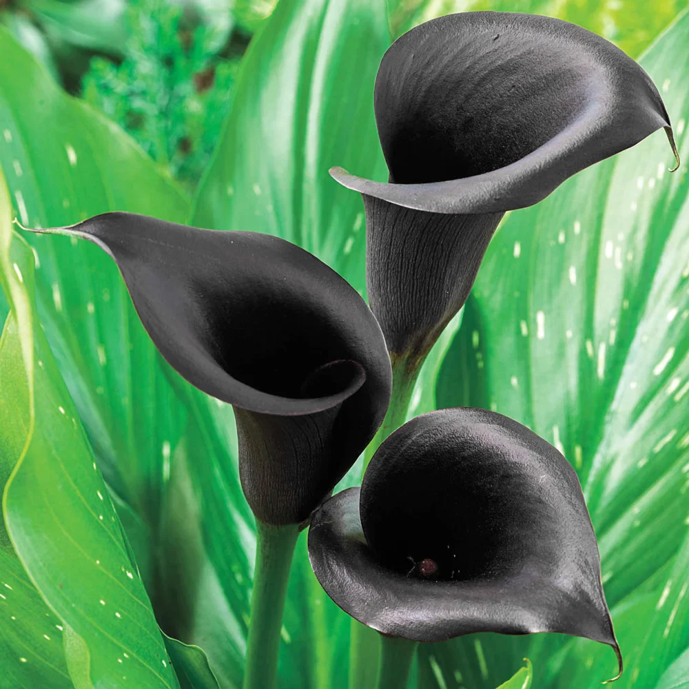 Free-Flowering Hybrid Calla Lily Odessa - Image 3
