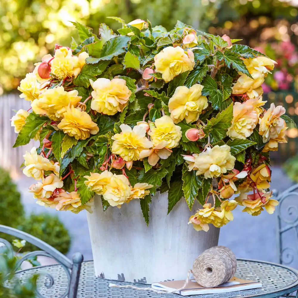 Odorata Begonia Sunny Dream - Image 3