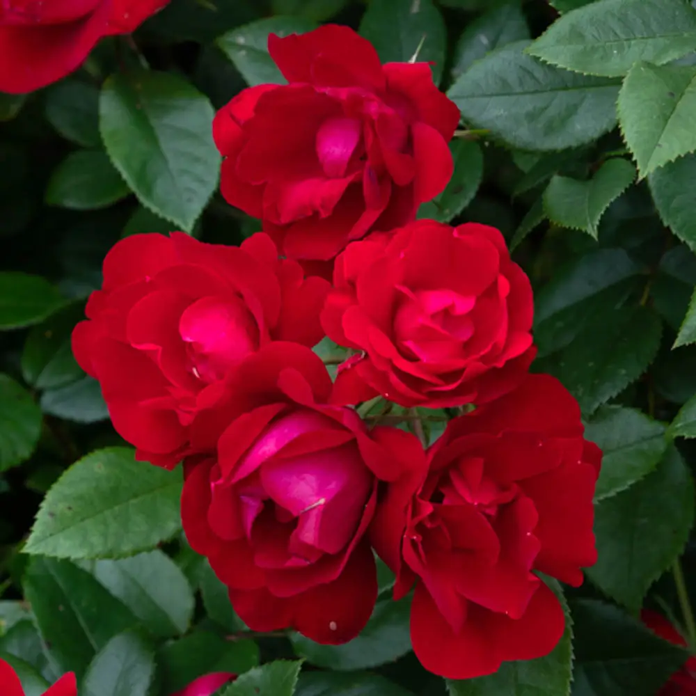 Floribunda Rose Oh My!® - Image 4