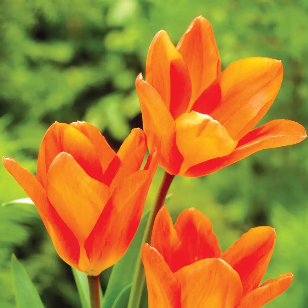Fosteriana Tulip Orange Emperor