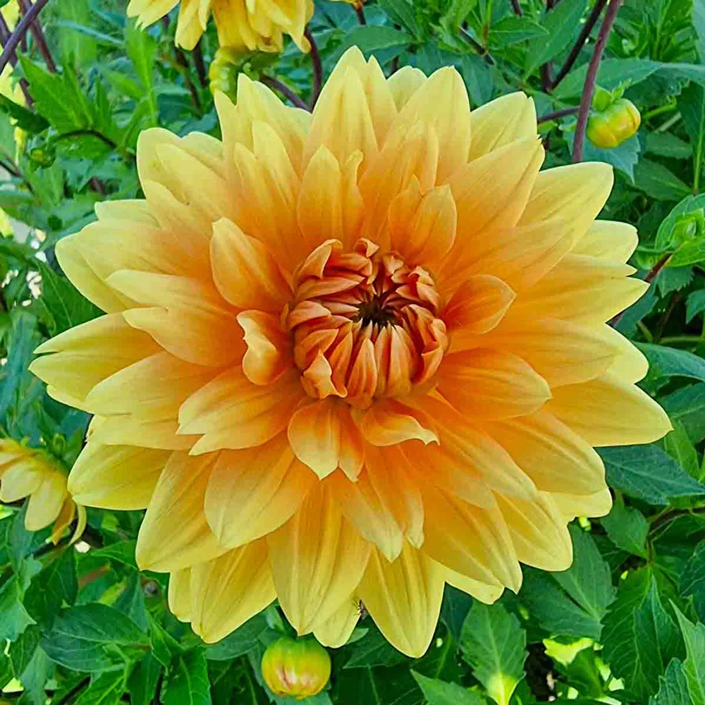 Large Decorative Dahlia Noordwijks Glory - Image 2