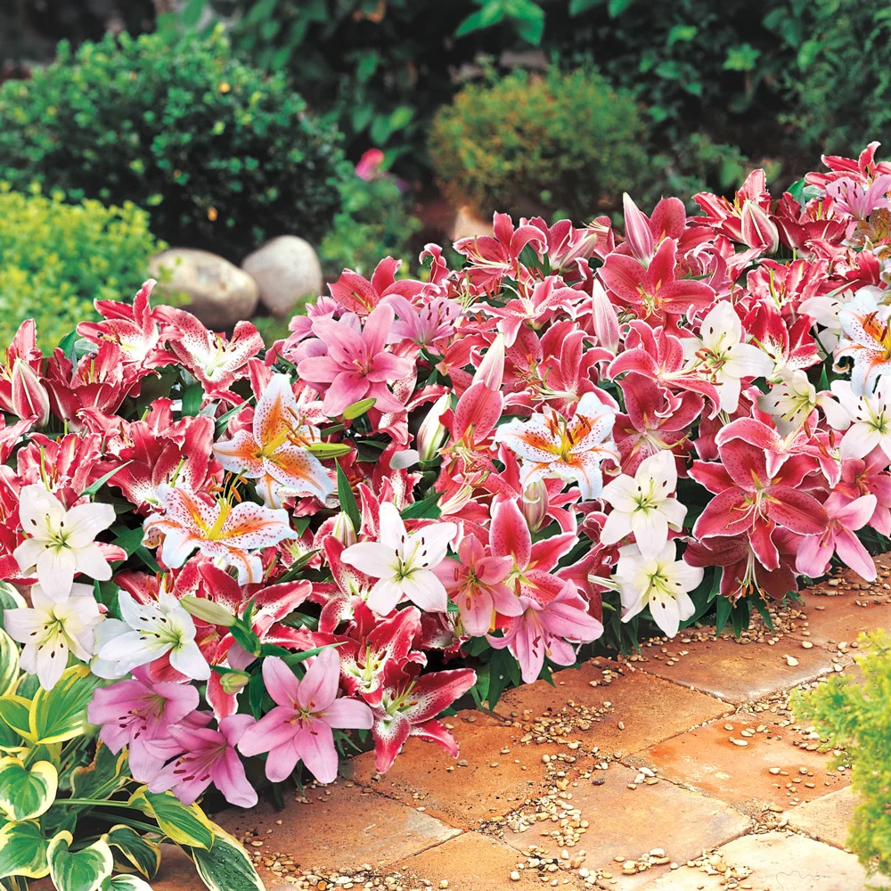Oriental Border Lilies Mixed - Image 2