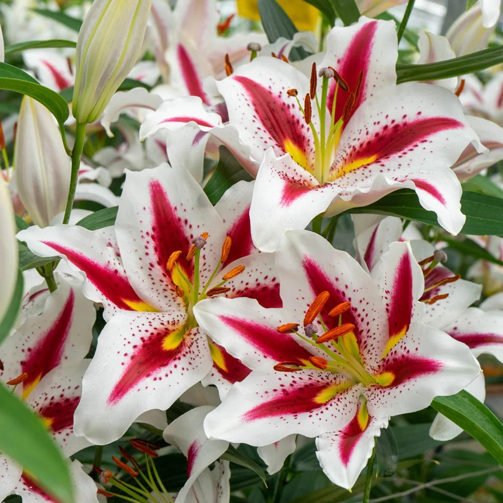 Oriental Lily Big Smile - Image 3