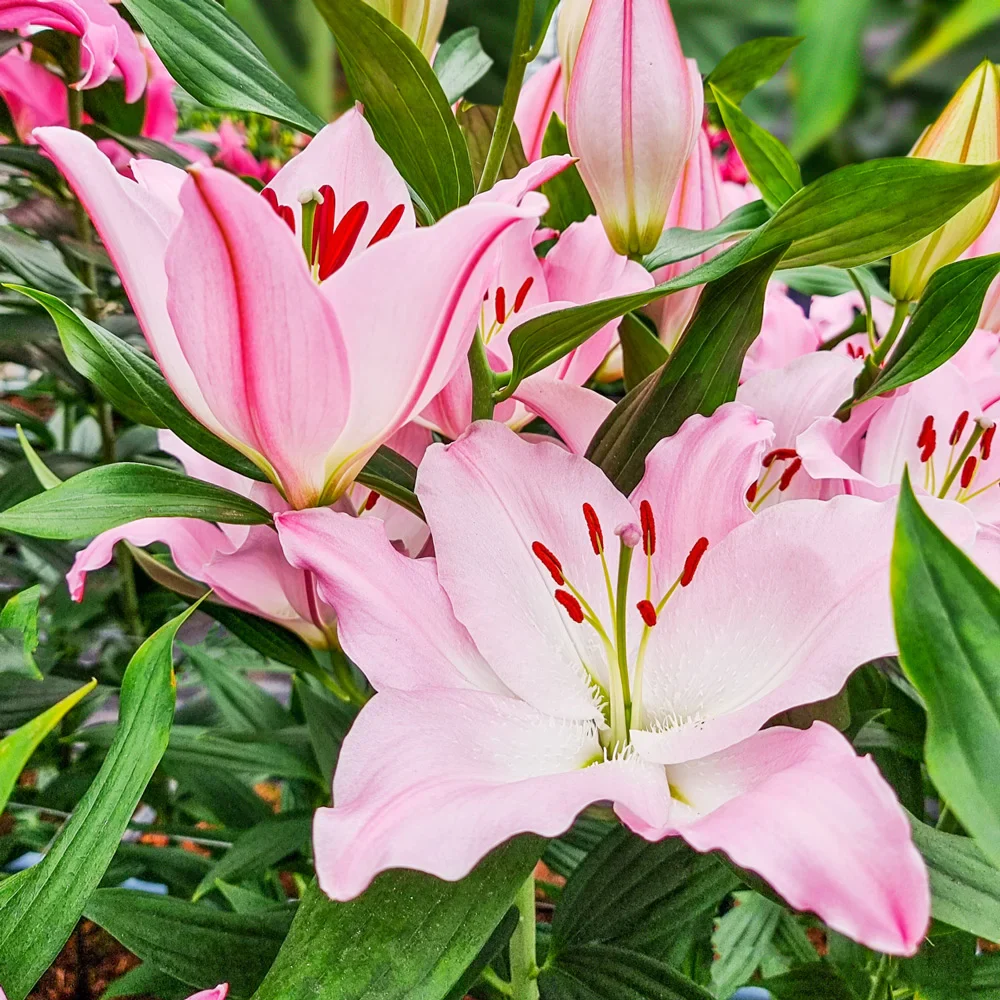 Oriental Lily Hilux