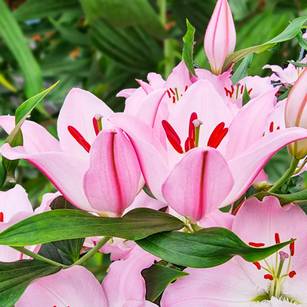 Oriental Lily Hilux - Image 2
