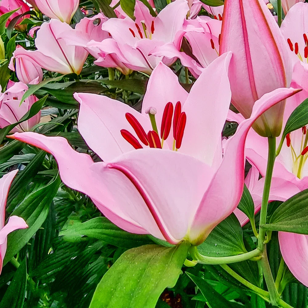 Oriental Lily Hilux - Image 3