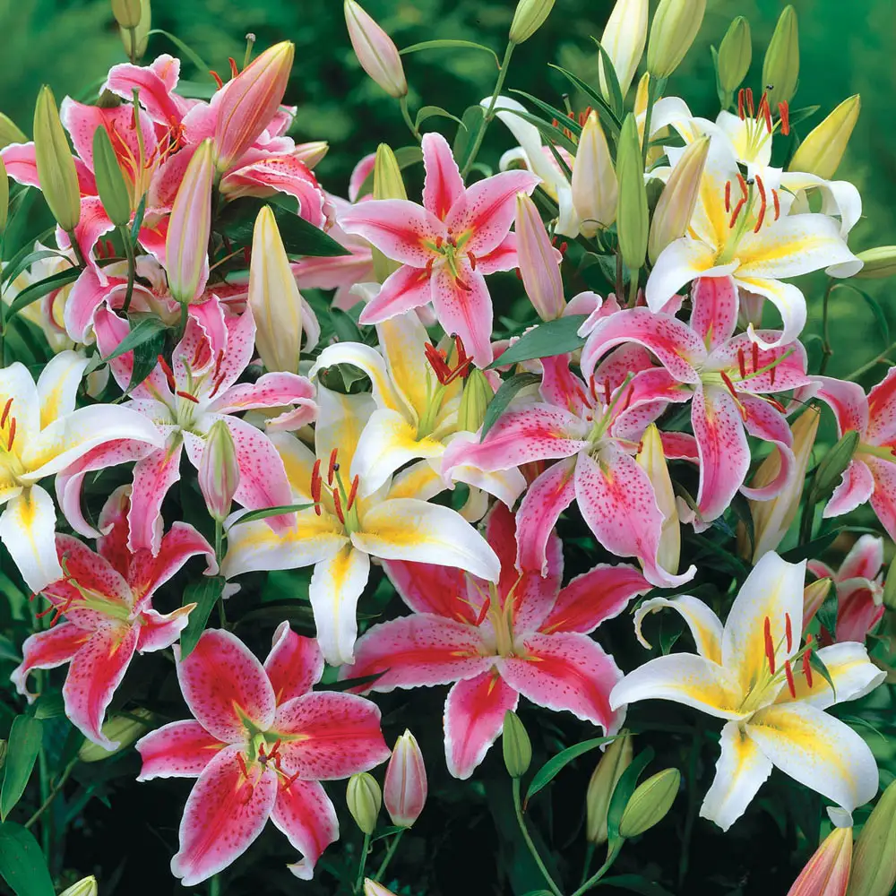 Oriental Lily Mix - Image 4