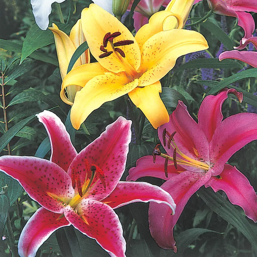 Oriental Lily Mix - Image 5