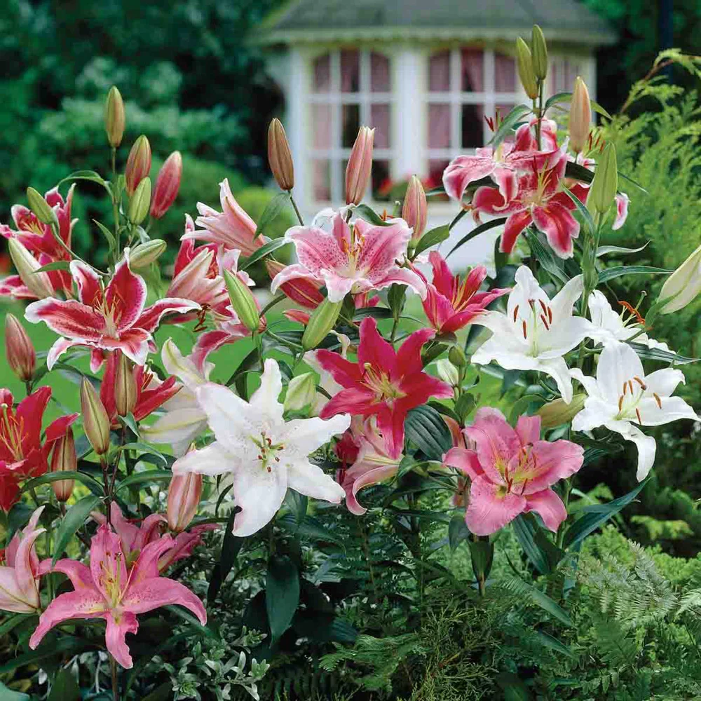Oriental Lily Mix - Image 6