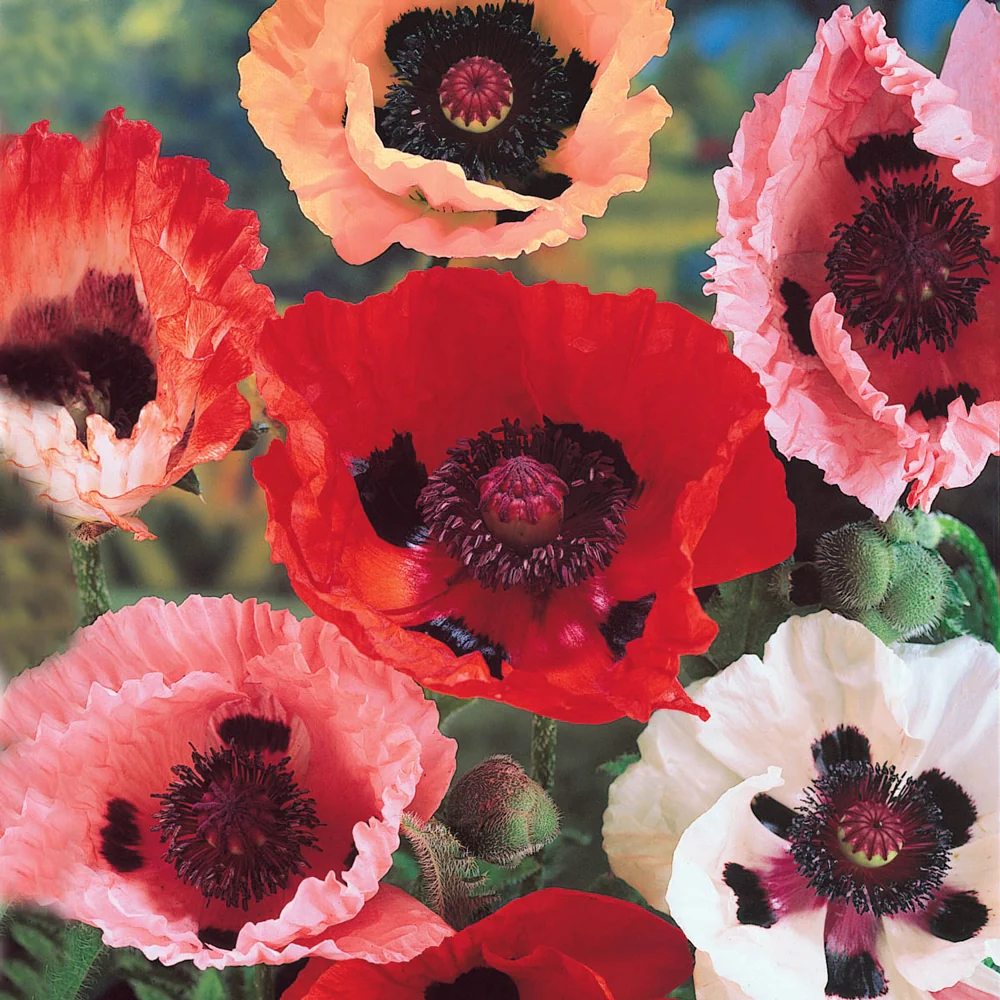 Oriental Poppy Mixture - Image 2