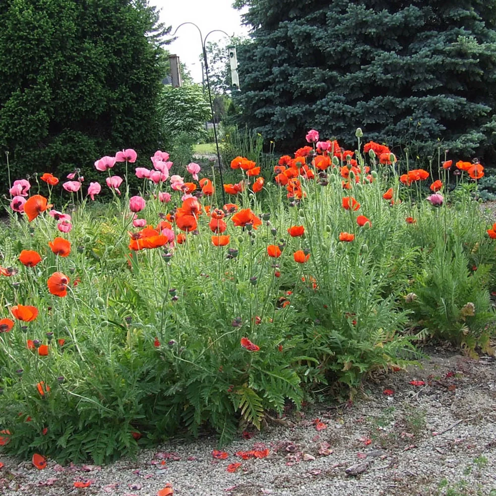 Oriental Poppy Mixture - Image 3