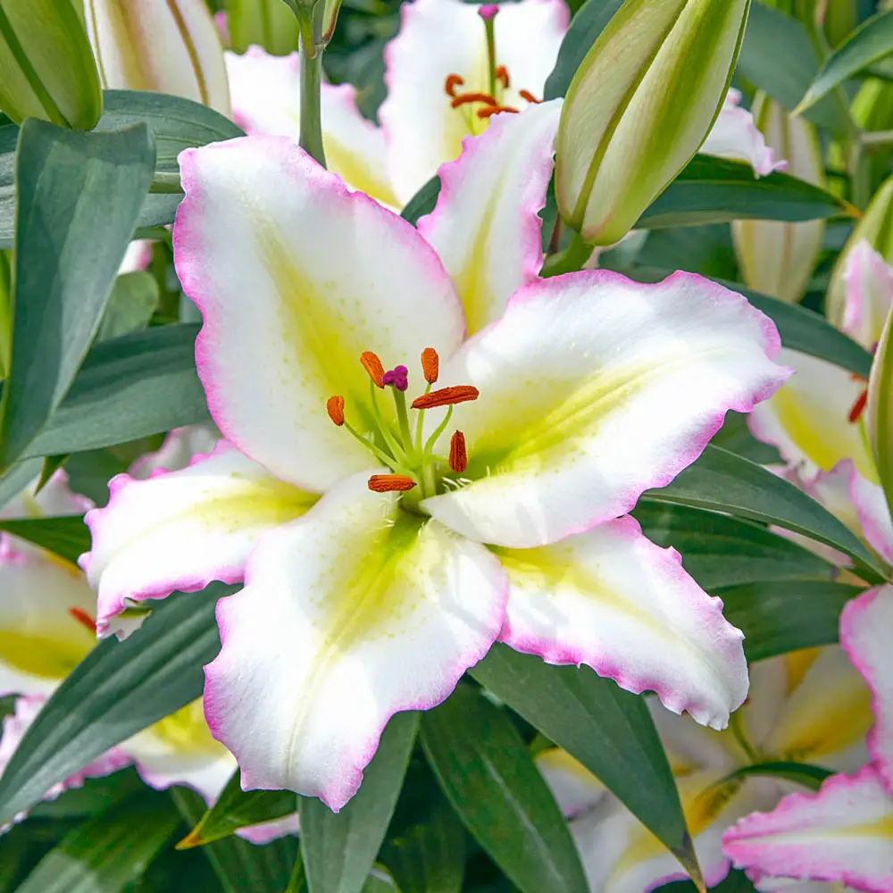 Primrose Hill Oriental Lily