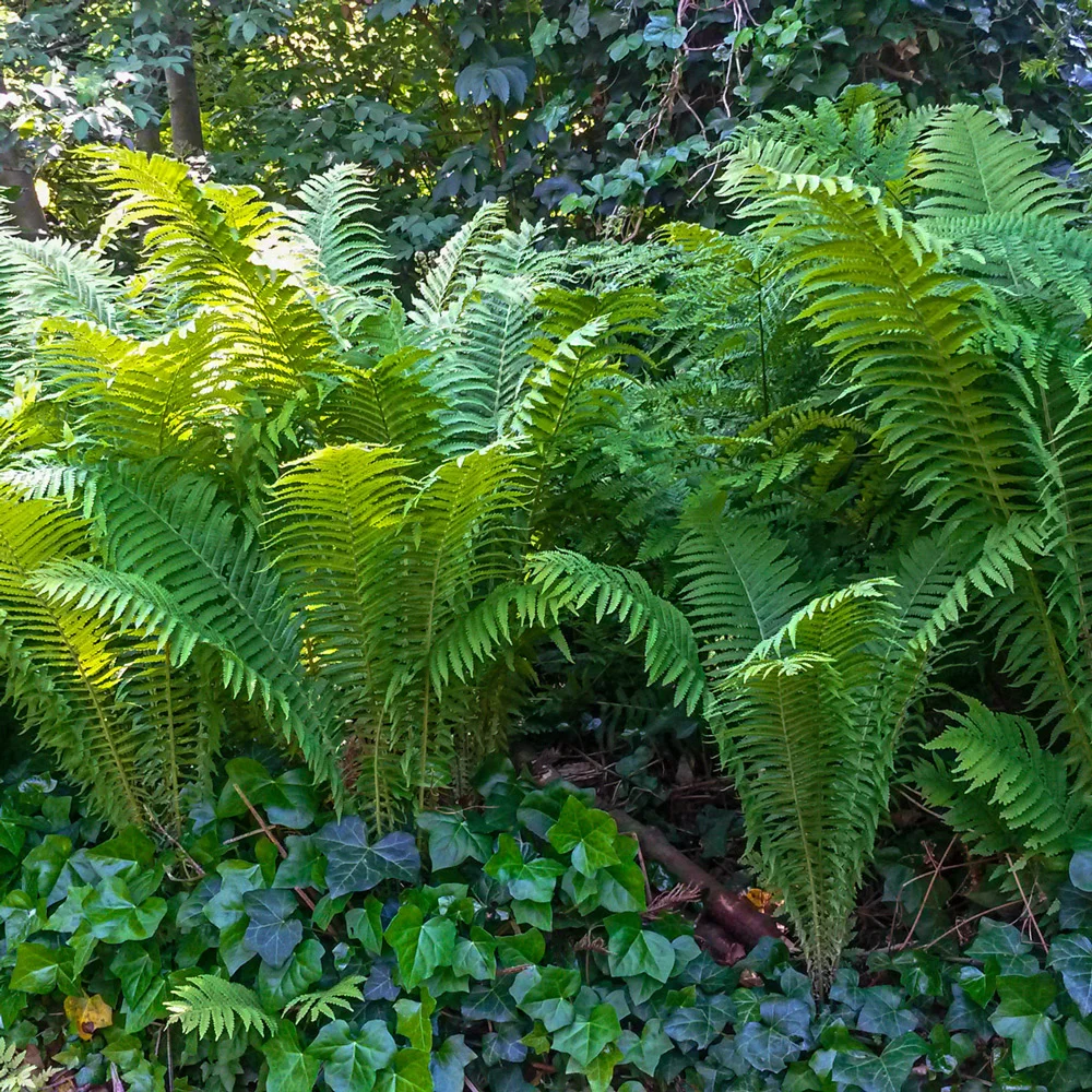Tennessee Ostrich Fern - Image 2