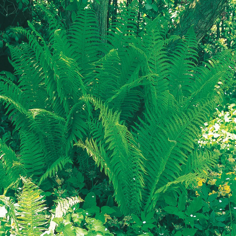 Tennessee Ostrich Fern - Image 3