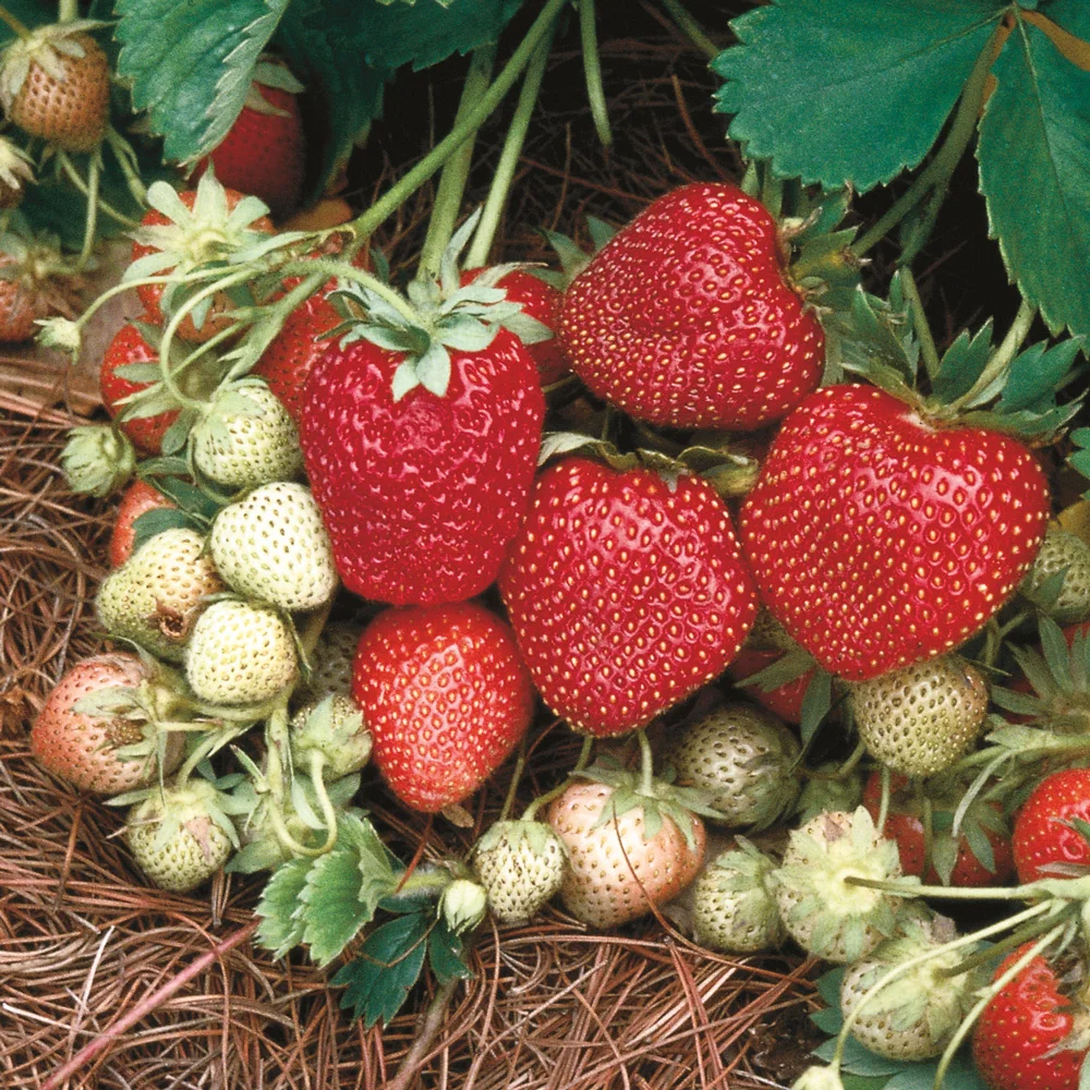 Ozark Beauty Strawberries - Image 2
