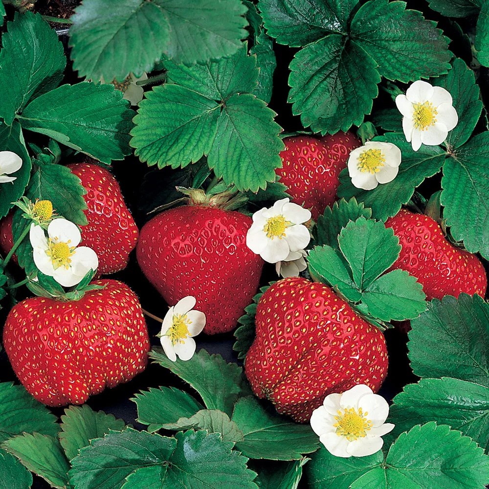 Ozark Beauty Strawberries - Image 3