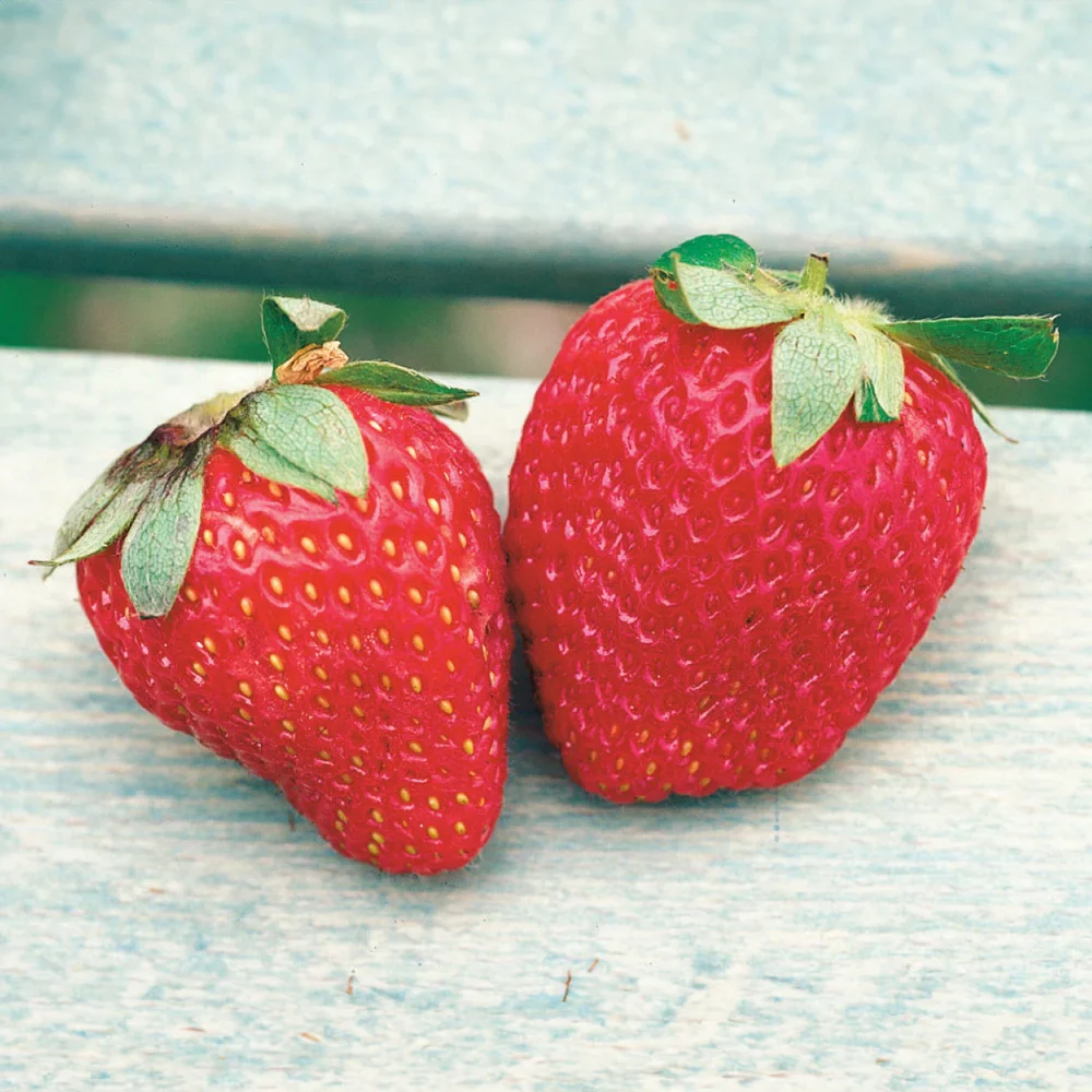 Ozark Beauty Strawberries - Image 4