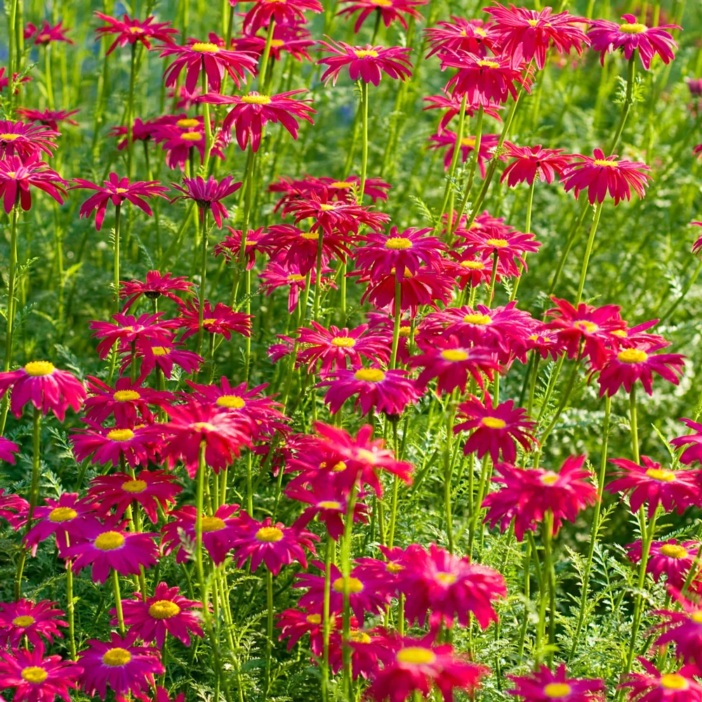 Painted Daisies