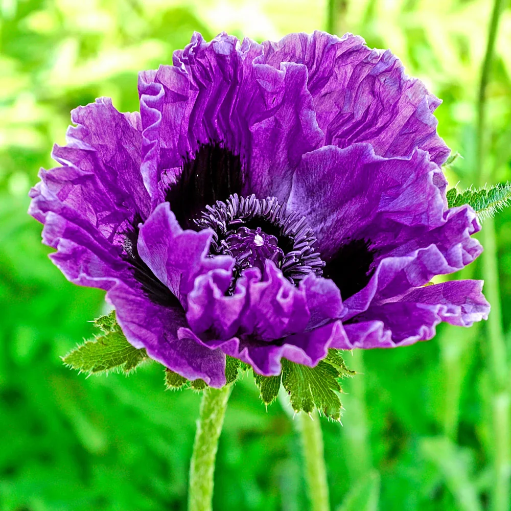 Papaver orientale Central Park (Oriental Poppy)
