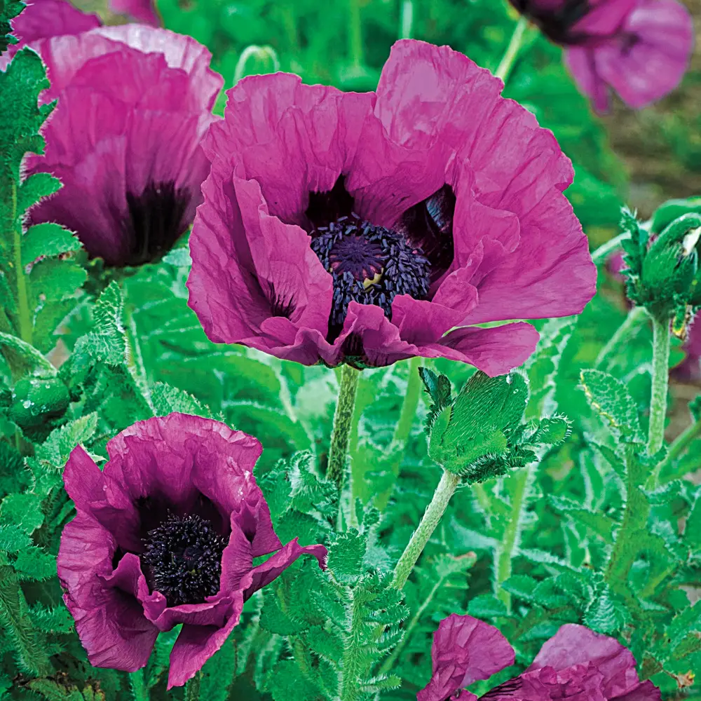 Papaver orientale Central Park (Oriental Poppy) - Image 2