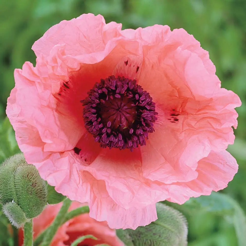 Papaver orientale Helen Elizabeth - Image 3