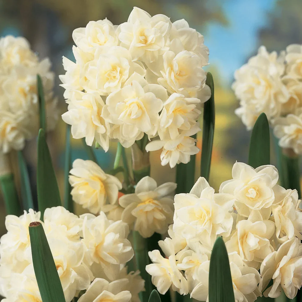 Paperwhite Narcissus Erlicheer - Image 2