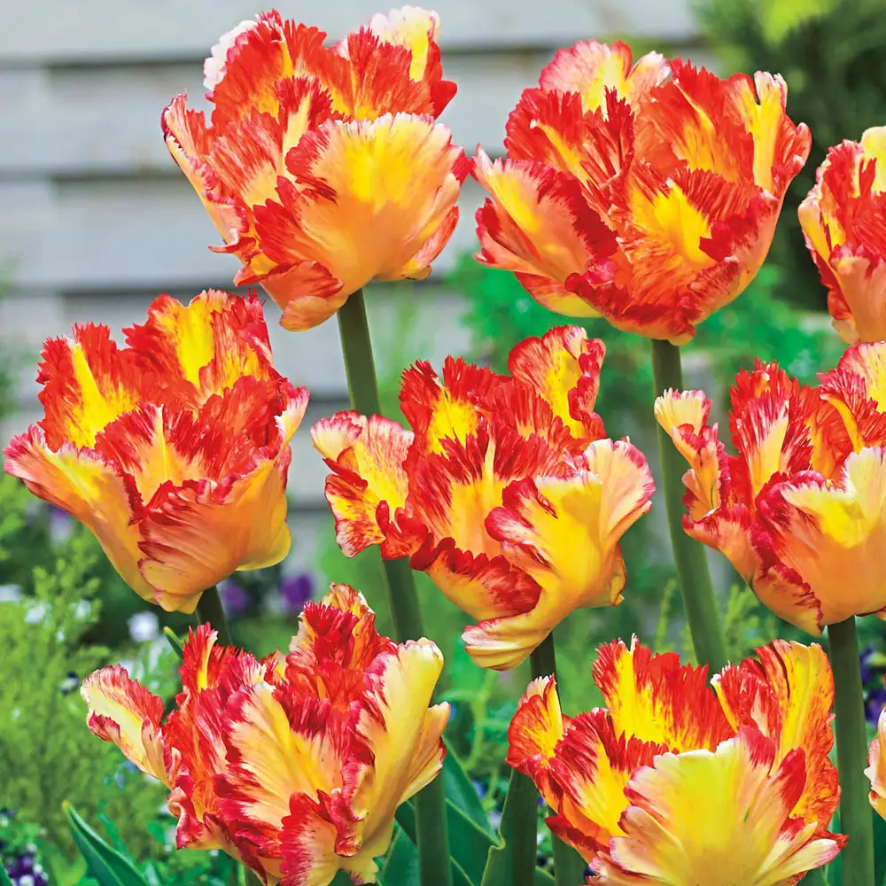 Parrot Tulip Caribbean Parrot - Image 2