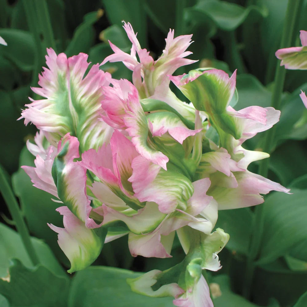 Parrot Tulip Green Wave