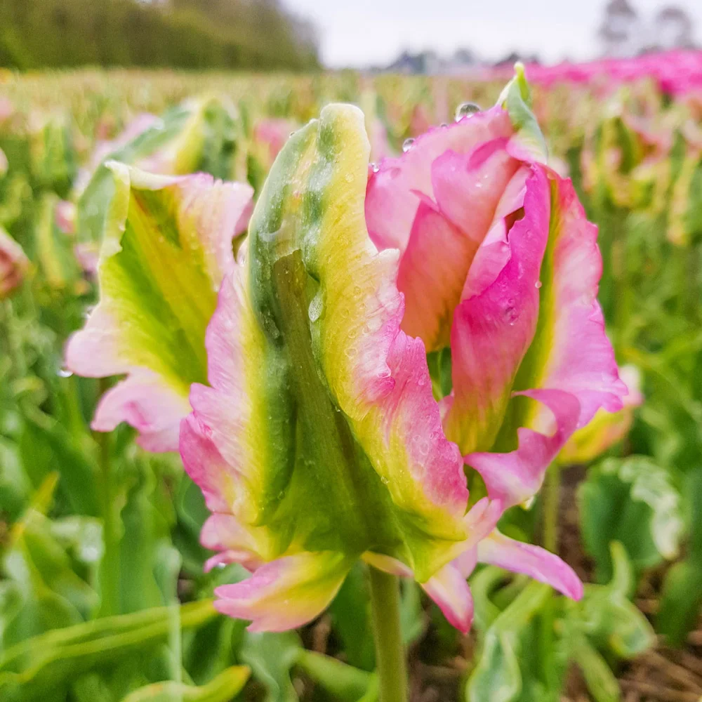 Parrot Tulip Green Wave - Image 2
