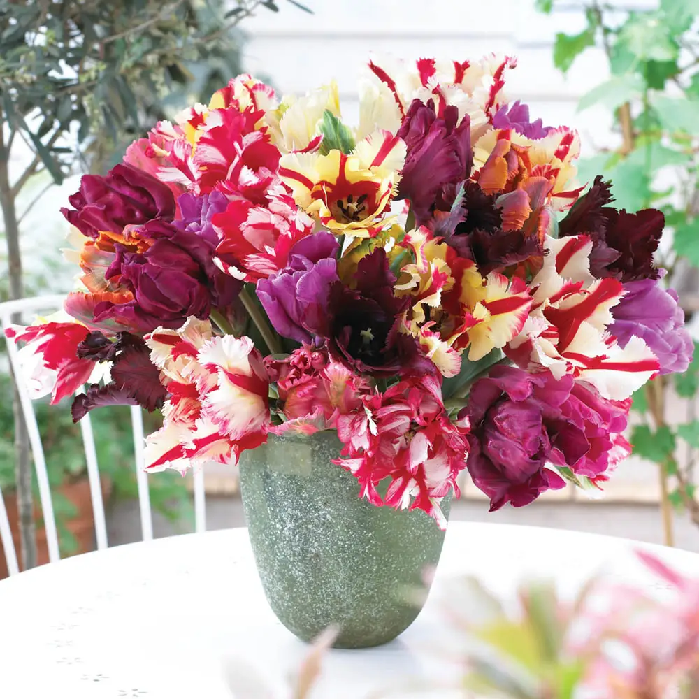 Parrot Tulip Mix
