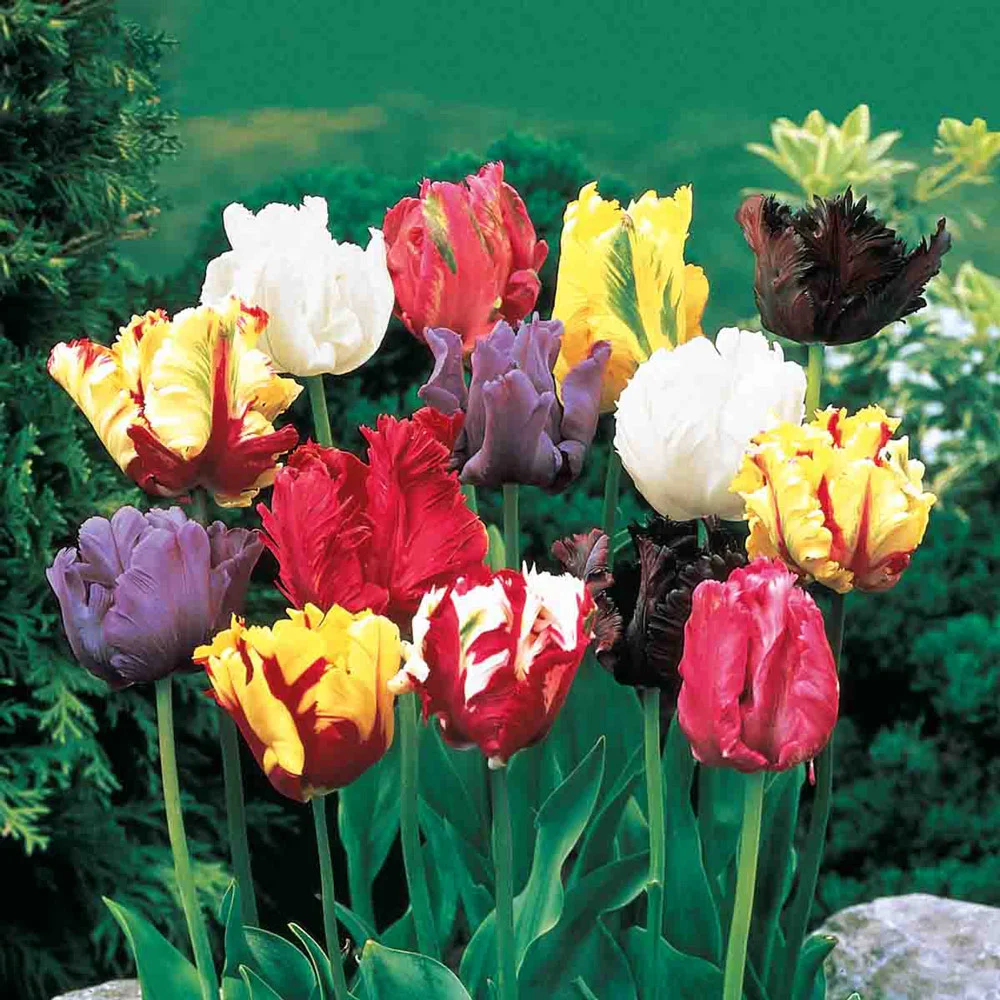 Parrot Tulip Mix - Image 3