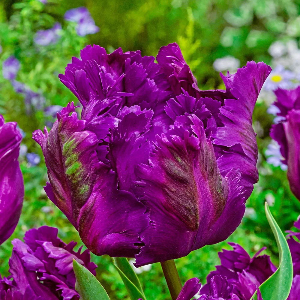 Parrot Tulip Negrita Parrot