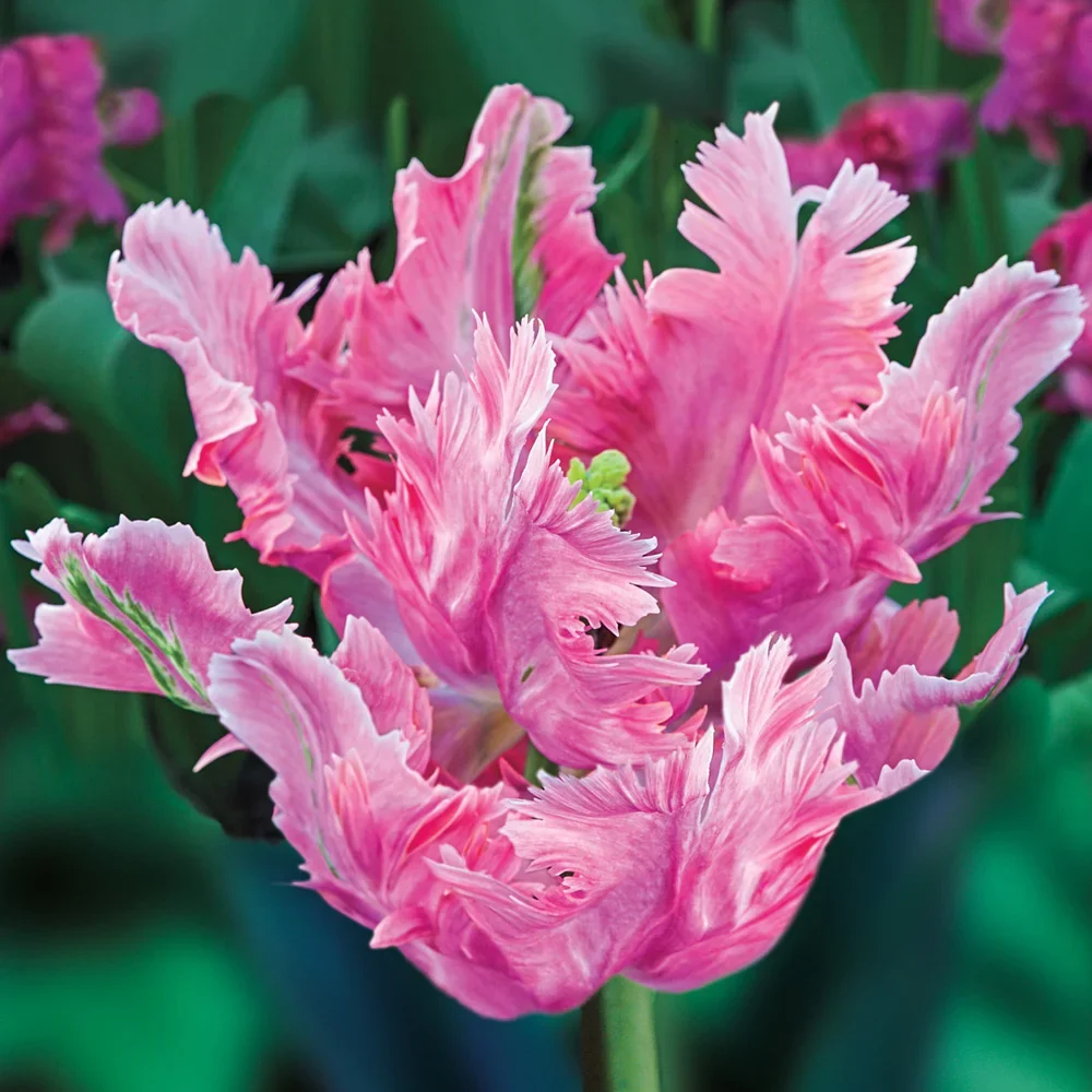 Parrot Tulip Parrot Pinkvision